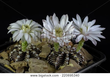 Cactus Gymnocalycium friedrichii blooming, Isolated on black background