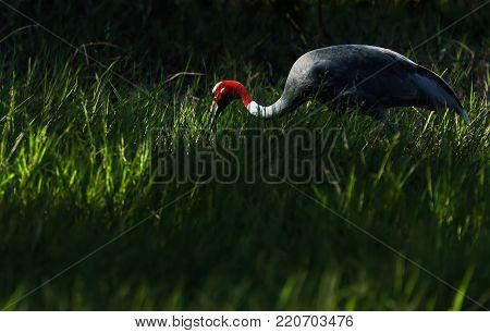 Low key image of Thai Sarus crane foraging in uncultivated patches  , Buriram  , Thailand