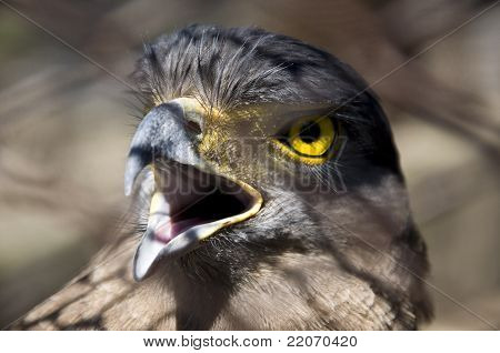 Aquila arrabbiato