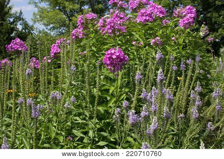 Purple Garden Phlox. Group of purple garden phlox in a flower bed. The perennial wildflower is native to North America and popular with gardeners for its vibrant color low maintenance.
