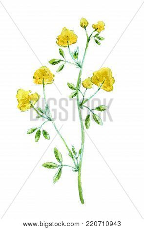 Alfalfa, Medicago sativa, lucerne. Hand drawn watercolor illustration of alfalfa plant with flowers isolated on white background.