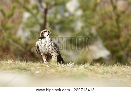 Falco biarmicus. Predator was photographed in the Czech Republic. Big predatory bird living in Africa, Southeast Europe and Asia. Autumn nature. Bird. Nice picture.