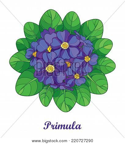 Vector bouquet with outline Primula or Primrose flower in violet and green foliage isolated on white background. Round composition with blooming Primula in contour style for spring design.