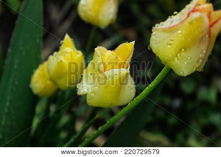 Yellow tulips immediately after the rain. The petals are covered with small drops of rain. Side view. Close-up
