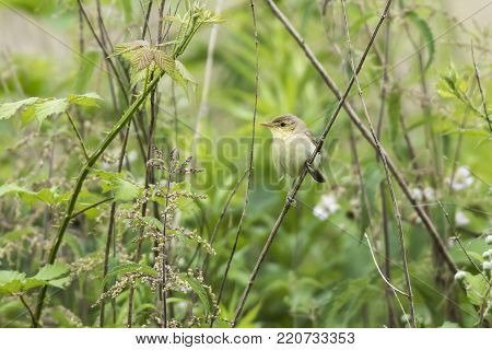Melodious Warbler (hippolais Polyglotta)