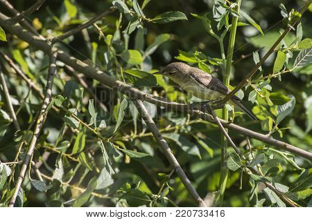 Melodious Warbler (hippolais Polyglotta)