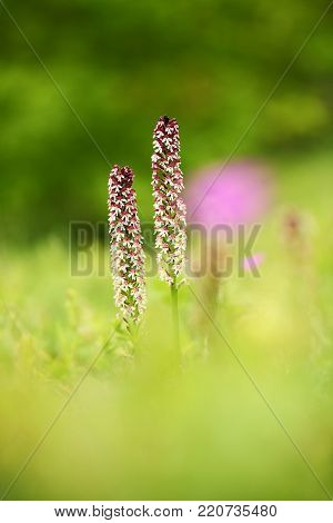 Orchis ustulata. The plant is found throughout Europe from northern Spain to southern Scandinavia. Grows in sunny meadows and pastures.