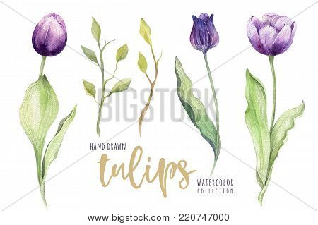 Watercolor violet isolated tulip set. Purple beautiful floral bloom design.