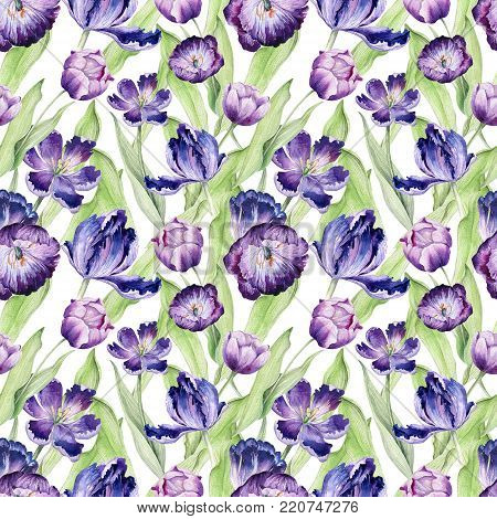Watercolor violet isolated tulip set. Purple beautiful floral bloom design.