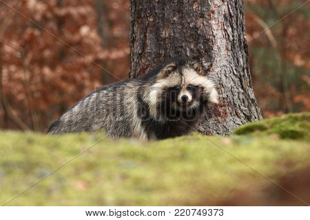 Nyctereutes procyonoides. Autumn colors in nature. Free nature. Animal in the forest. Colorful leaves.The original area is located in East Asia, especially in Japan, Korea and eastern Siberia. His home is Siberia.