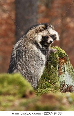 Nyctereutes procyonoides. Autumn colors in nature. Free nature. Animal in the forest. Colorful leaves.The original area is located in East Asia, especially in Japan, Korea and eastern Siberia. His home is Siberia.