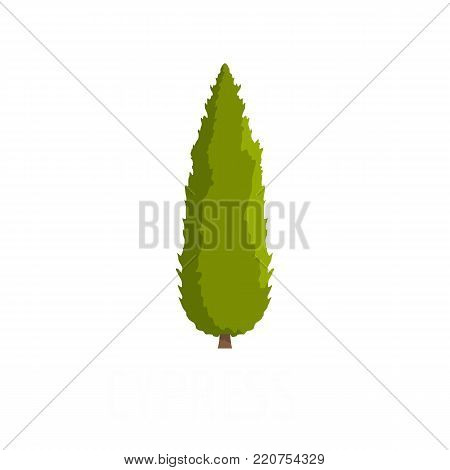 Cypress tree icon. Flat illustration of cypress tree vector icon isolated on white background