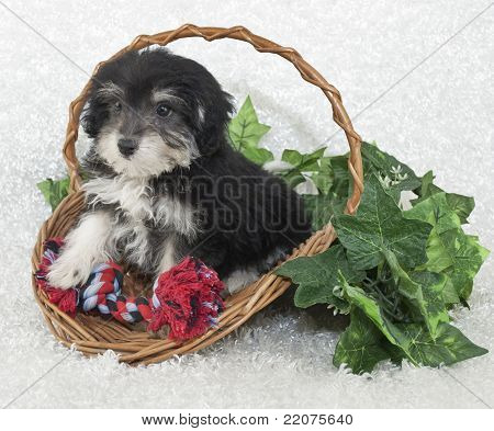 Morkie pentu