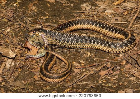 An Eastern Garter Snake eating a Gray Tree Frog.