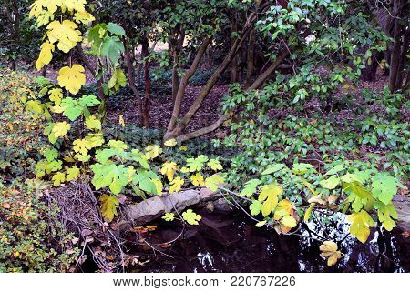 Plants with leaves changing colors during autumn foliage beside a creek taken in a rural lush green forest