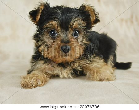 Yorkie pentu
