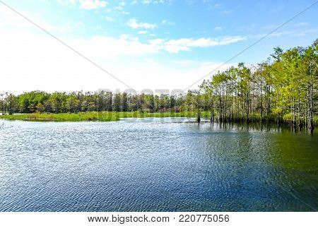 wind makes ripples on the calm cypress swamp lake