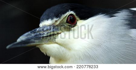 Portrait of white bird with red eyes