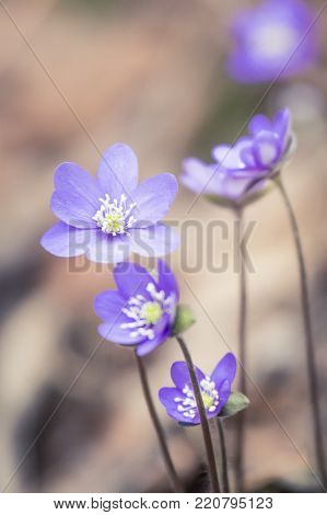 Beautiful fragile liverleaf flowers in spring. Spring blossoms in the forest. Cool film look, low saturation. Vertical image ready for mobile use.
