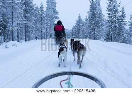 Saariselka, Finland - December 30, 2017: dogsledding in Lapland during polar night