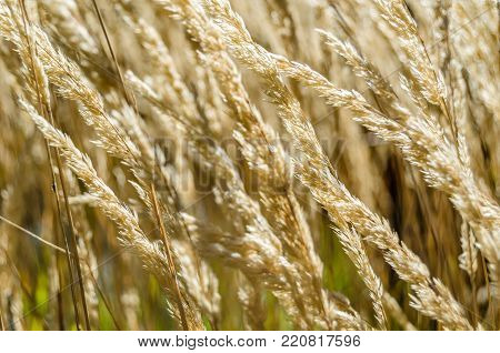 Decorative Grass Background