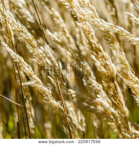 Decorative Grass Background