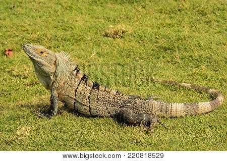 A Spiny Tailed Iguana at a resort in Costa Rica.
