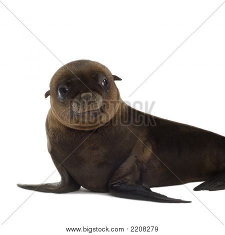 Cucciolo di leone marino (3 mesi)