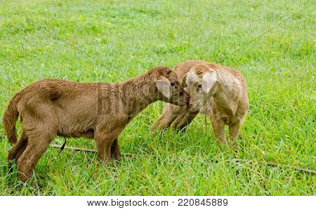 Two new-born lambs nuzzle each other in the wet grass of a pasture in Tobago, Trinidad and Tobago.  The sibling black belly sheep still have the remnants of their umbilical cords.