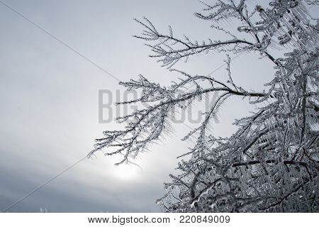 Branch Fully Encapsulated In Glaze
