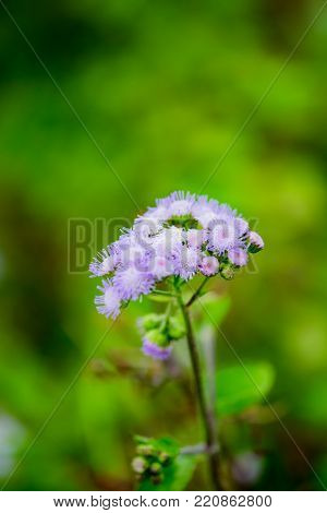 Billy goat weed or Ageratum conyzoides in white color with green background, selective focus.