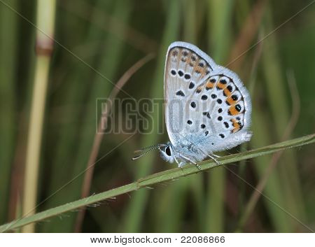 Annamária (Plebejus Annamária) kék pillangó