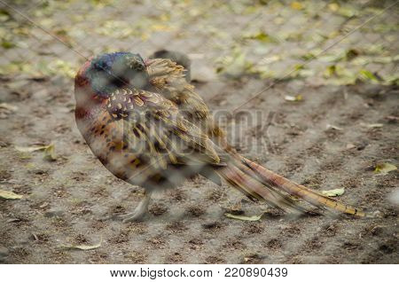 pheasant bird in a cage, reserve zoo. soft selective focus, an interesting effect due to the blurred focus of the bars of the cage cell in the foreground