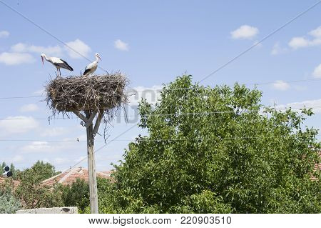 storks that nest in interesting places, waiting for the birth of their offspring in the stork's,natural stork's nest.