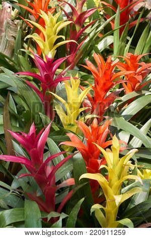 Guzmania Insignis. Guzmania is a genus of over 120 species of flowering plants in the family Bromeliaceae.
