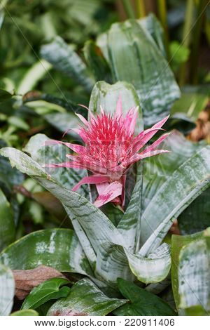 Flower of Aechmea fasciata which is a genus in botanical family Bromeliaceae. It has a distinctive shaped pink flower.