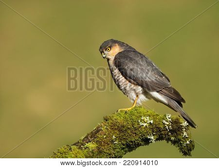 Adult male sparrowhawk Accipiter nisus sitting on a mossy log in the Scottish woods.