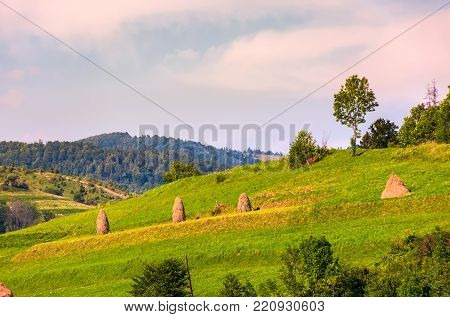 haystacks on grassy slopes in rural area. lovely agricultural scenery in summertime