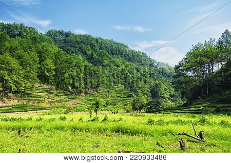 Da Hong Pao Cha or big red robe tea fields in Wuyishan scenic area of Fujian Province China.