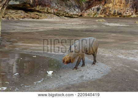 bearded pig walking along the beach near the sea