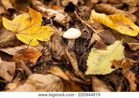 environment, botany, autumn season concept. lonely white cap boletus is growing into the moist soil fertilised with rotten leaves that are falling from trees