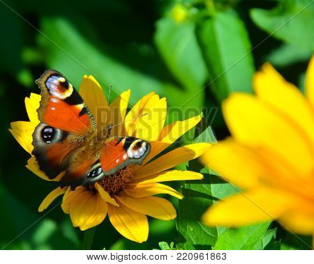 Butterfly on flower. The colourful butterfly sits on a yellow flower. The picture is taken very close.  The sun rays fall on the flower and butterfly.