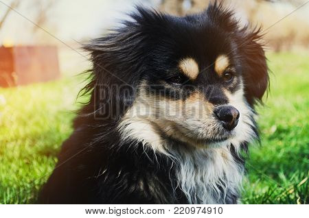 black dog on green grass, sunny weather