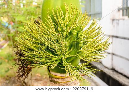 photo of bud of palm, adonidia merrillii