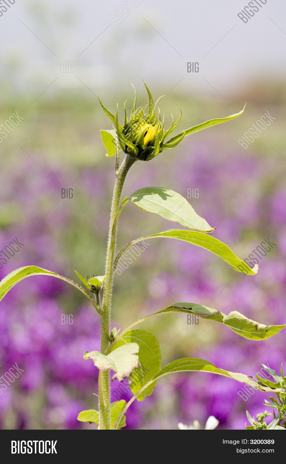 Young Sunflower Plant Image & Photo (Free Trial) Bigstock