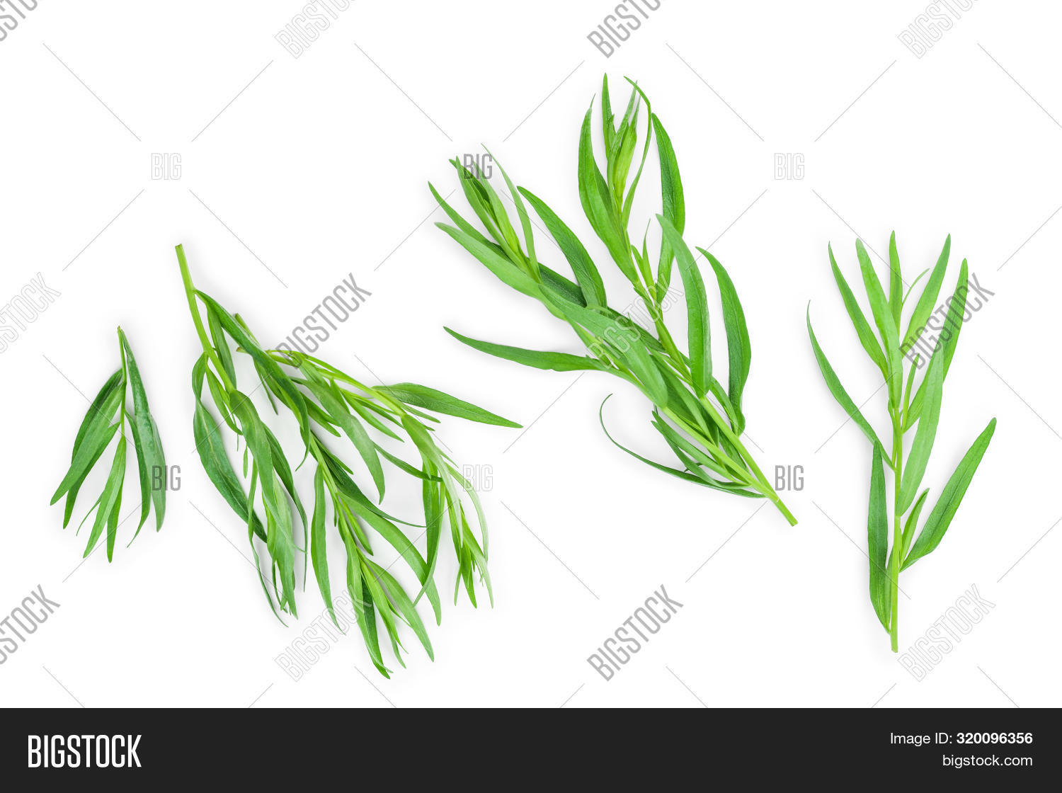 Tarragon Estragon Image & Photo (Free Trial) Bigstock