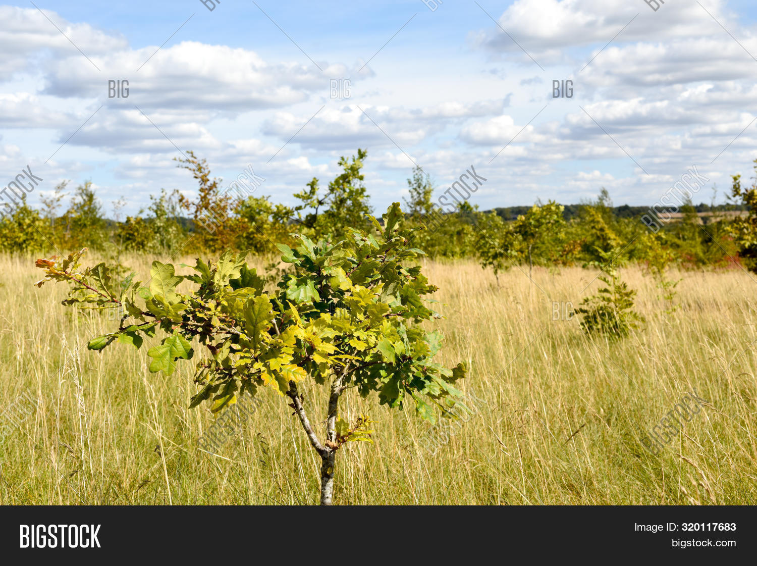 Conservation Area Image & Photo (Free Trial) | Bigstock