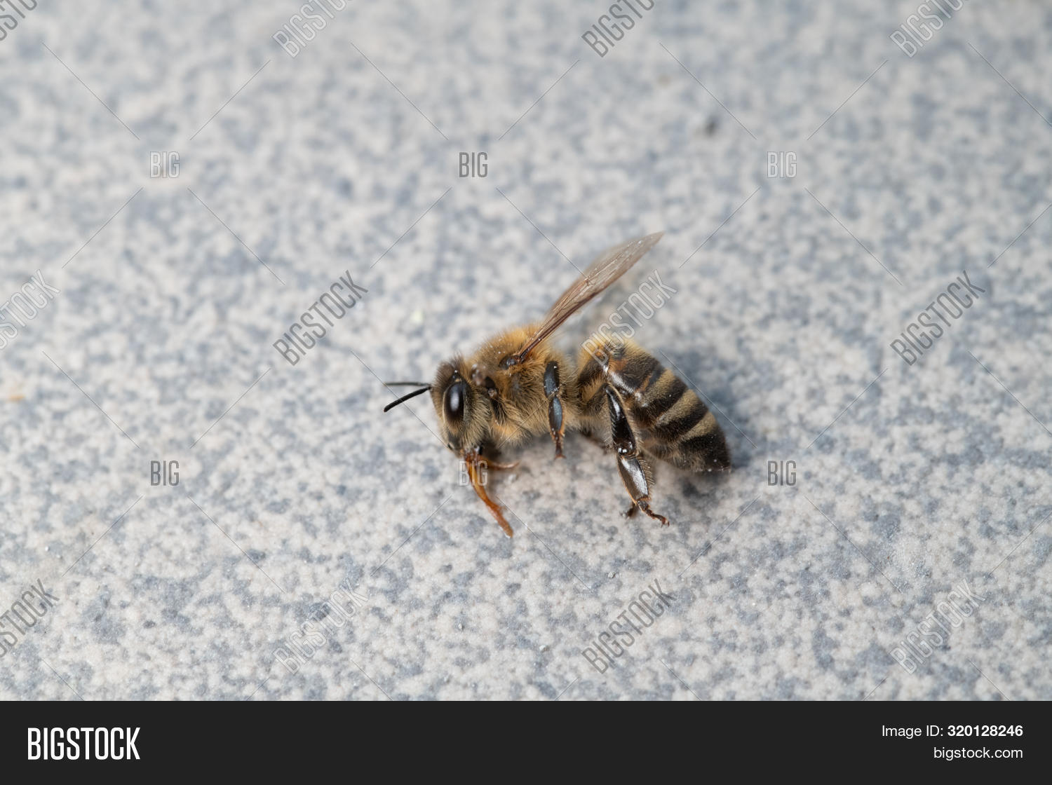 Dead Honey Bee, Apis Image & Photo (Free Trial) Bigstock