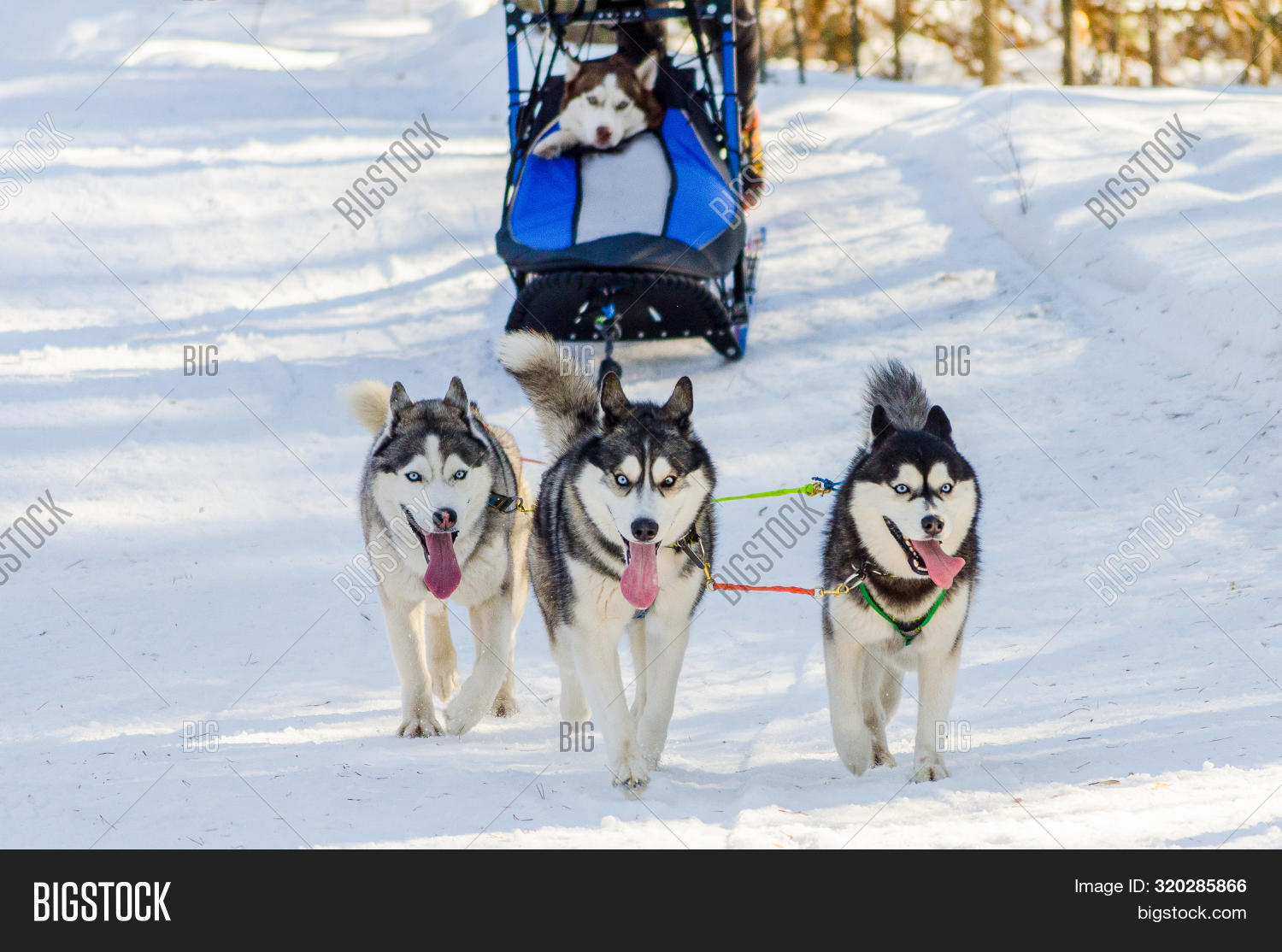 Квадрисол Для Собак Цена Купить В Екатеринбурге