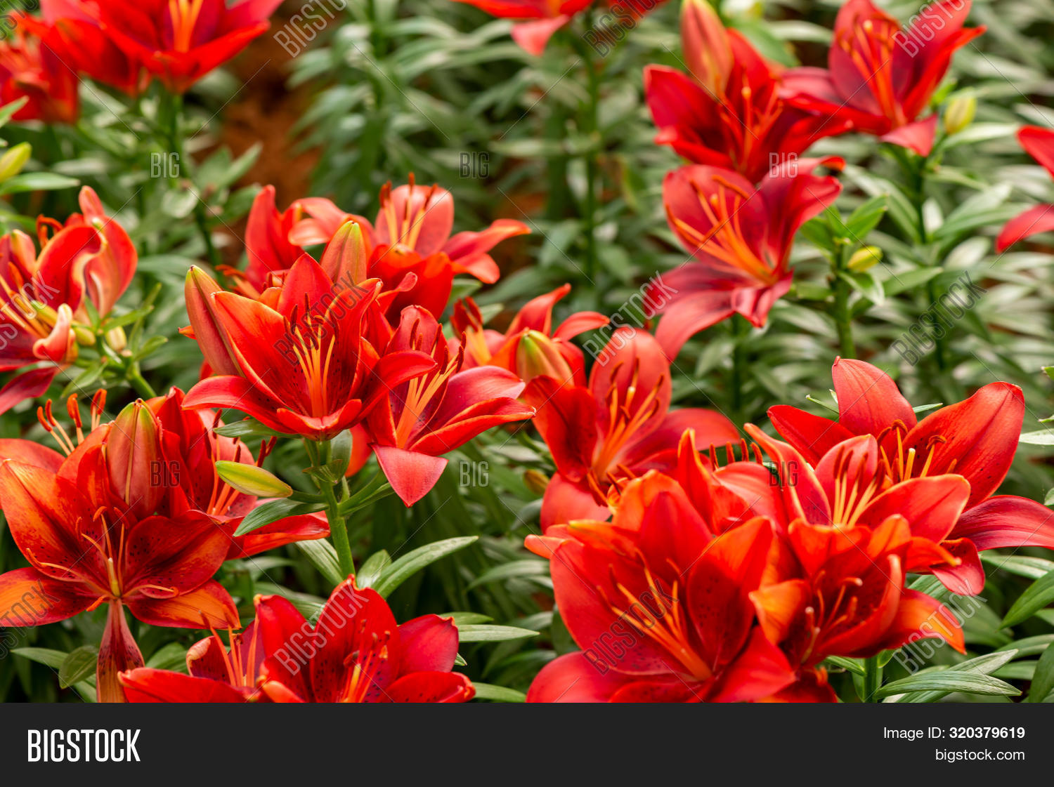 Imagen y foto Lily Flowers. (prueba gratis) | Bigstock